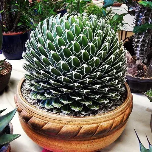 Thumbnail: Fresh Royal Queen Victoria Agave Seeds - Rare