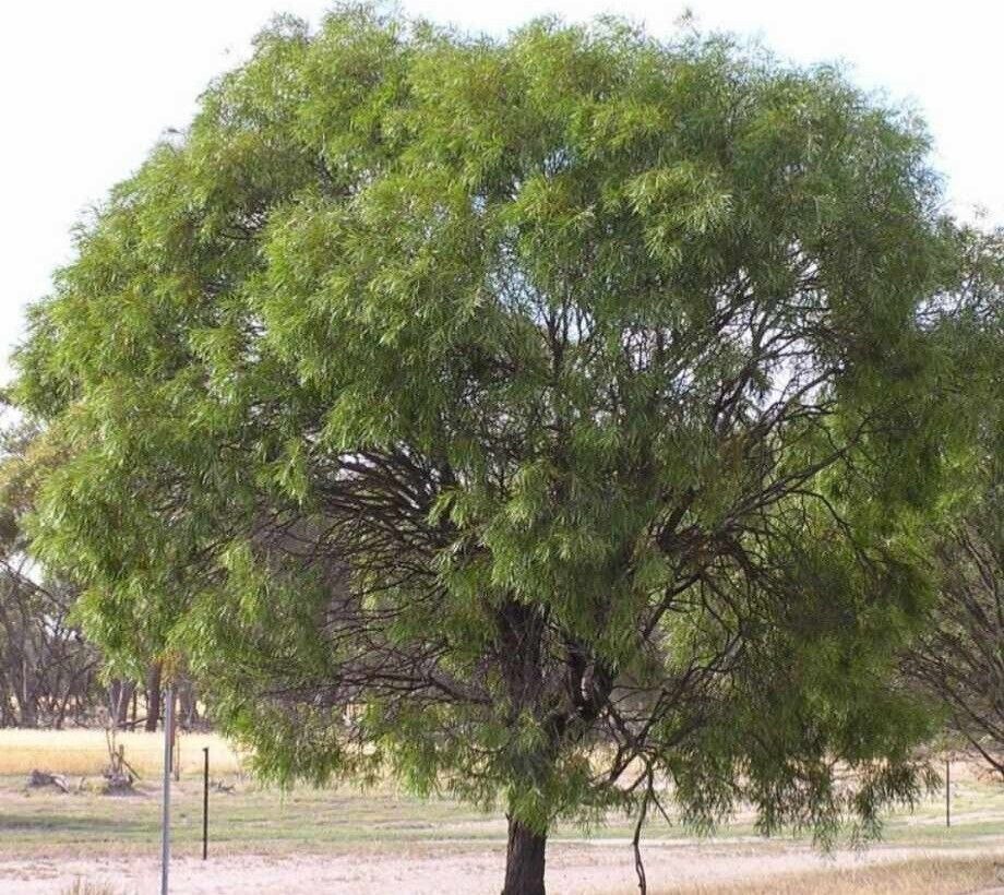 Thumbnail: Raspberry Jam Wattle Tree Seeds