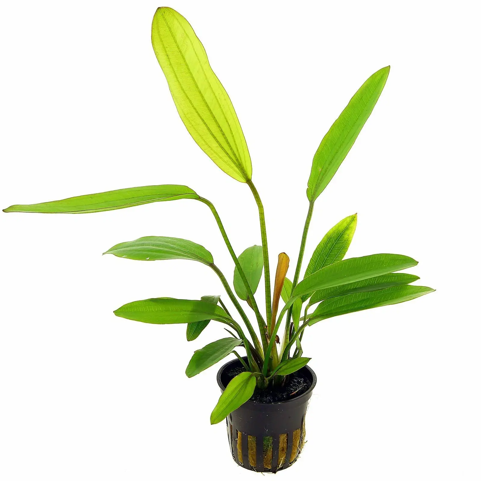 Echinodorus Rose Sword Plant - Live Aquarium Plant | Aquarium Plants | Fish Tank Plants