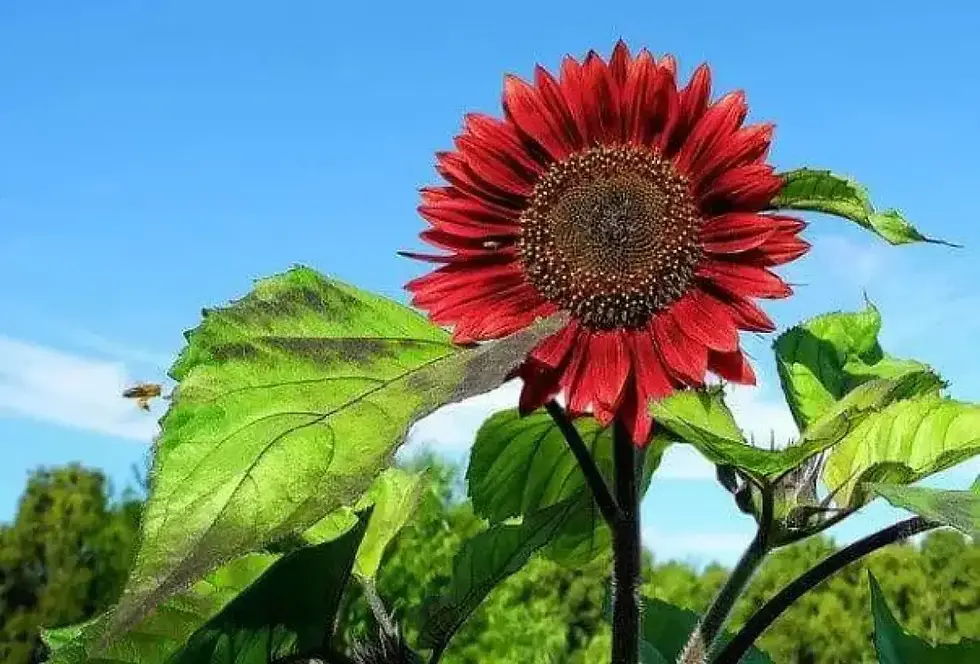 50+ Red Sun Rare Sunflower Seeds | Seed Supply | Plants on sale online