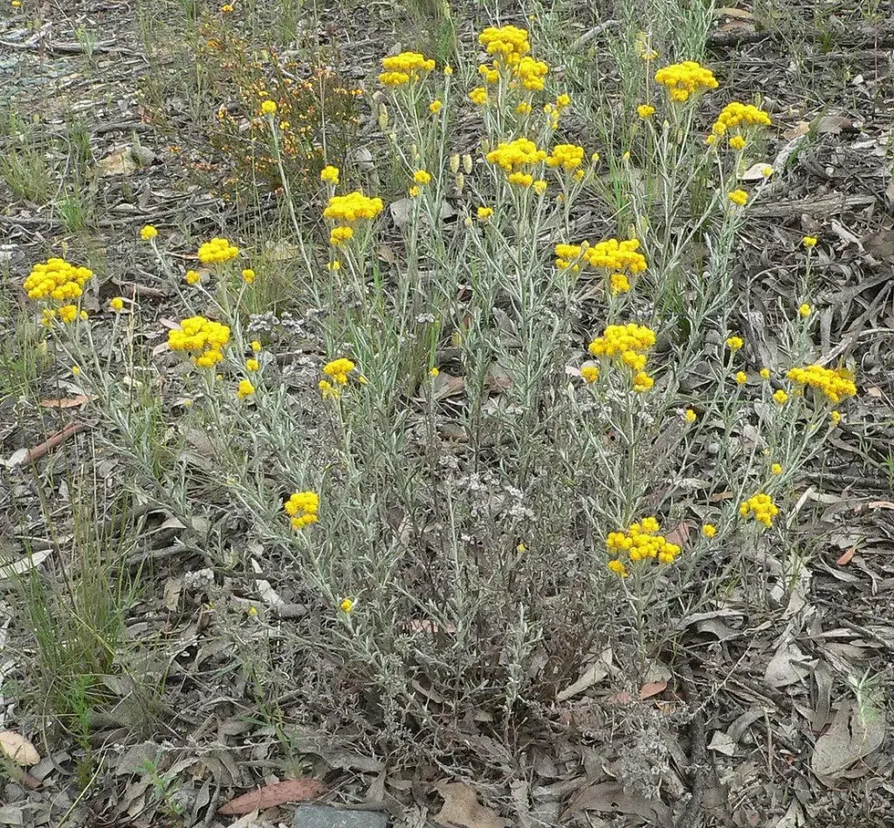 Thumbnail: Clustered Everlasting Daisy chrysocephalum semipapposum 100 Fresh Seeds