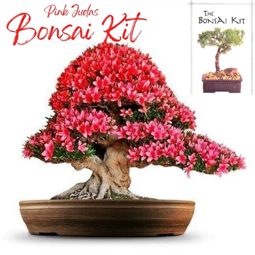 Pink Judas Redbud Bonsai Growing Kit My Seeds