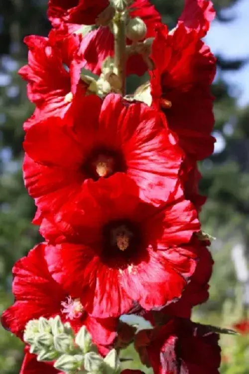 Hollyhocks – hollyhock seed – holly hock seed