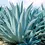 Thumbnail: Agave (Agave attenuata) 20 Fresh Seeds