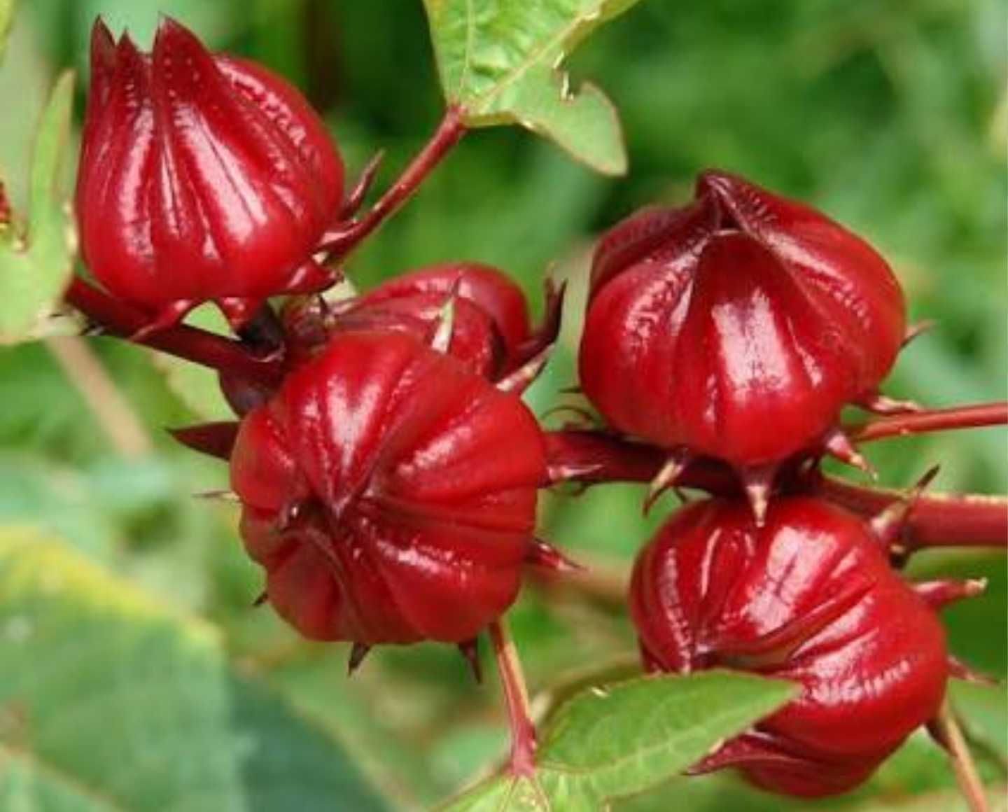 Organic Rosella Seeds