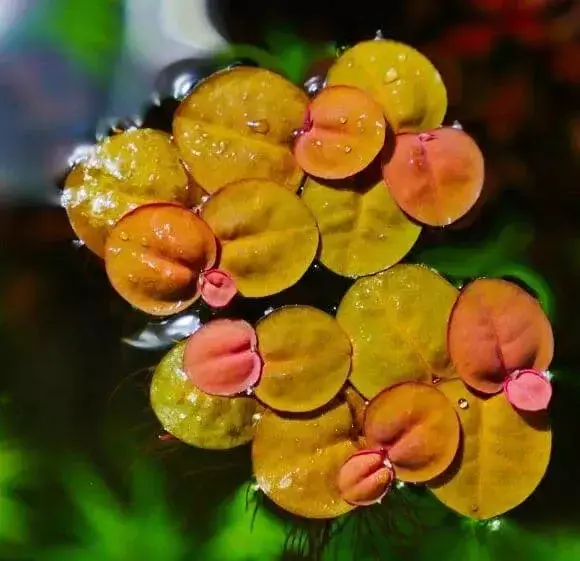 20 Red Root Floater Live Aquarium Plant Fish Pond Goldfish | Aquarium Plants | Fish Tank Plants