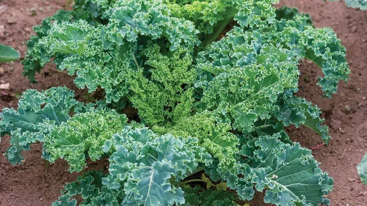 2,000 Kale Seeds | Vegetable Seeds