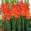 Thumbnail: Buy Orange 10 Bulbs - Gladioli Bulb - Gladiolus online at My Seeds