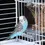 Thumbnail: 1/2pcs No Mess Bowl Auto Cage Bird Feeder Cup Automatic Parrot Canary Cockatiel