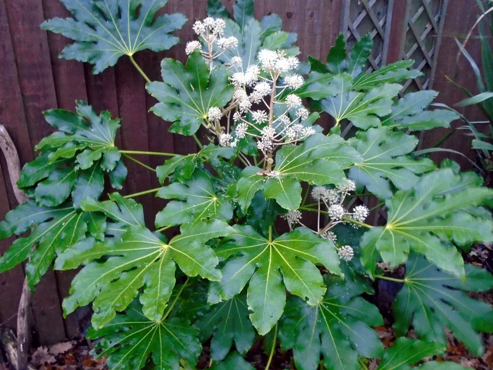 False Aralia (Fatsia japonica)10 Seeds