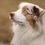 Thumbnail: Mini Aussie Sheppard eBook - australian berger | australian shepherds