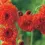 Thumbnail: Tassel Flower (Leucopogen verticcllatus) 25 Seeds
