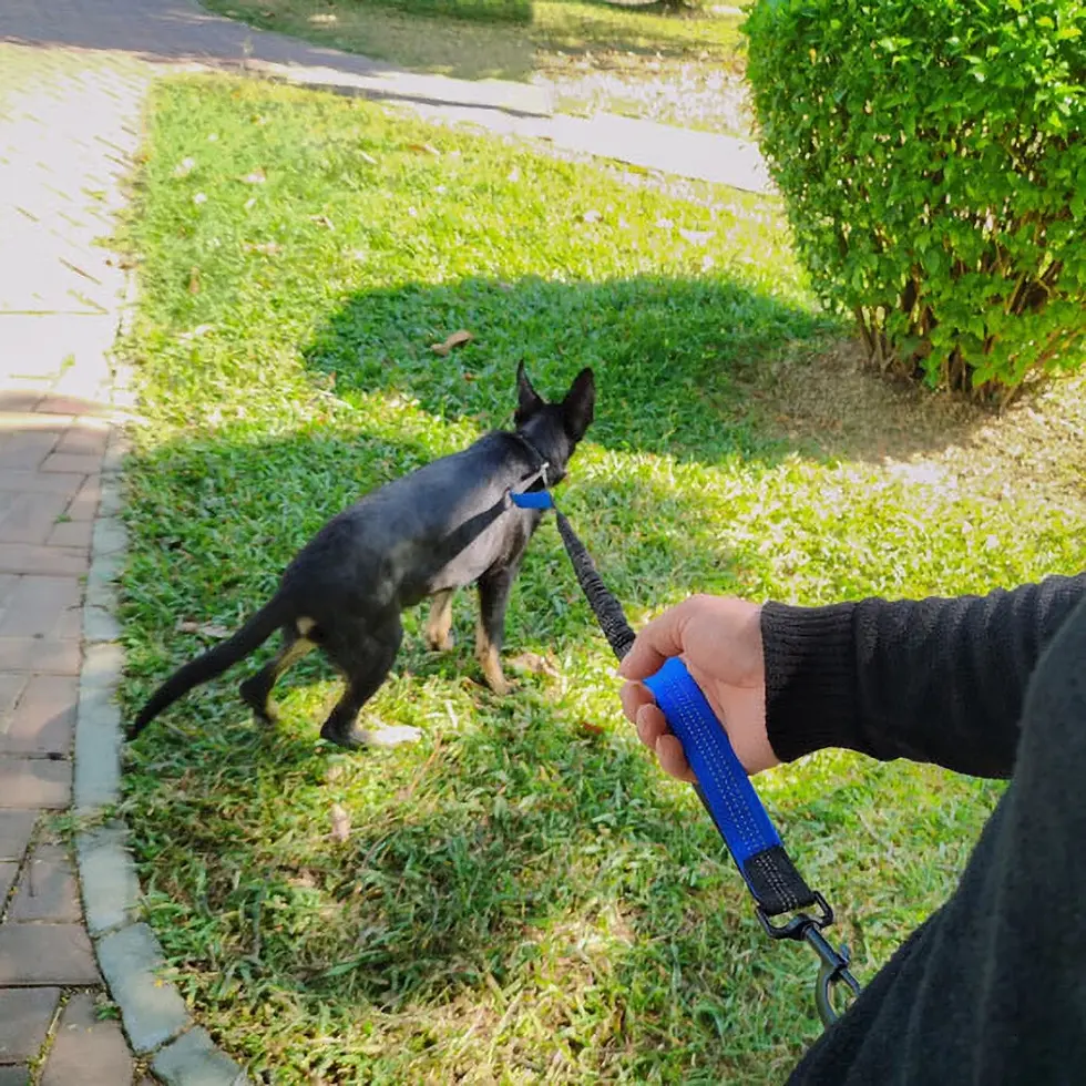 Thumbnail: Adjustable Dog Leash with Waist Belt Fashion Bags | Coach Bags | Hand Bags