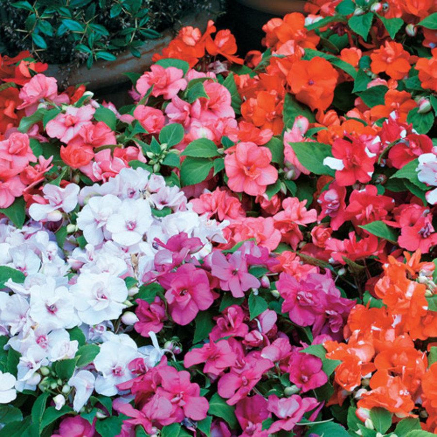 Buy Bizzie Lizzie Impatiens Mix online at My Seeds