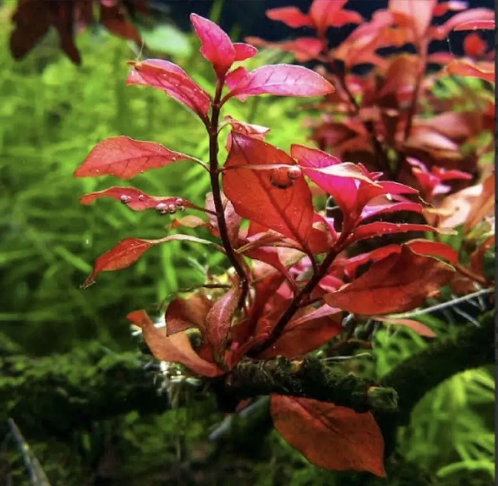 SUBMERSE GROWN- Super red ludwigia - Live Aquarium Plant | Aquarium Plants | Fish Tank Plants