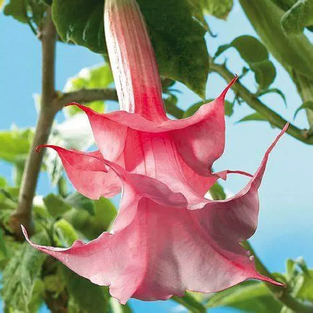 Angel Trumpet flower – angel trumpet seeds