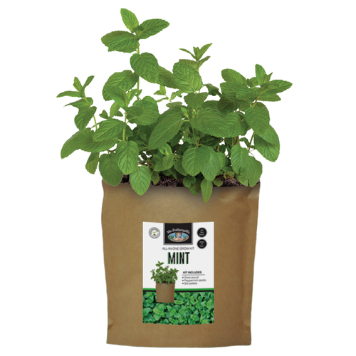 Buy DIY Mint Seed Kit online at My Seeds