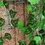 Thumbnail: 2.4M Artificial Ivy Vine | Wedding Décor | Confetti | Wedding Venues | Wedding Bouquets