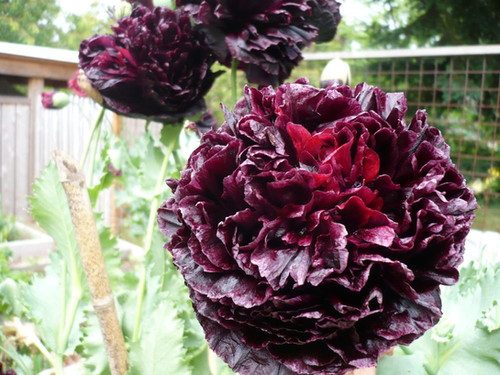 ORGANIC Poppy Peony Double Black | My Seeds