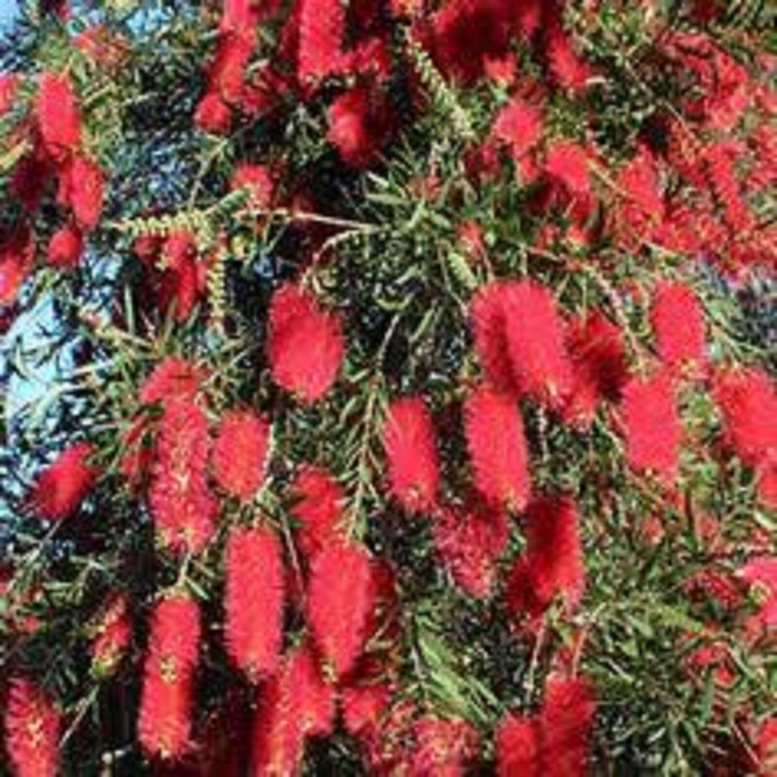 Buy RED WILLOW BOTTLEBRUSH SEEDS NATIVE FLOWERING TREE CALLISTEMON online at My Seeds