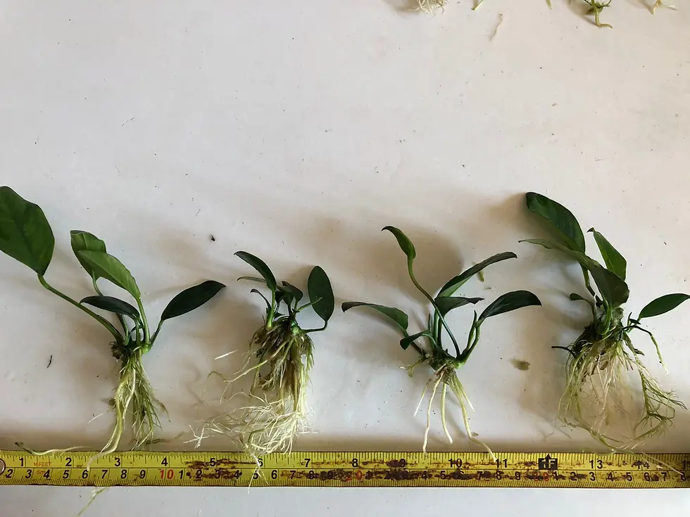 Live Assorted Anubias, Aquarium, Fish Tank Plant | Aquarium Plants | Fish Tank Plants