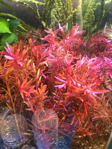 Gorgeous Red Rotala Colorata - Live Aquarium Plant | Aquarium Plants ...