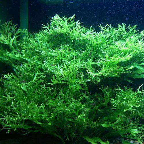 Crested Java Fern SMALL (Microsorium) - Live Aquarium Plant Fish Tank ...