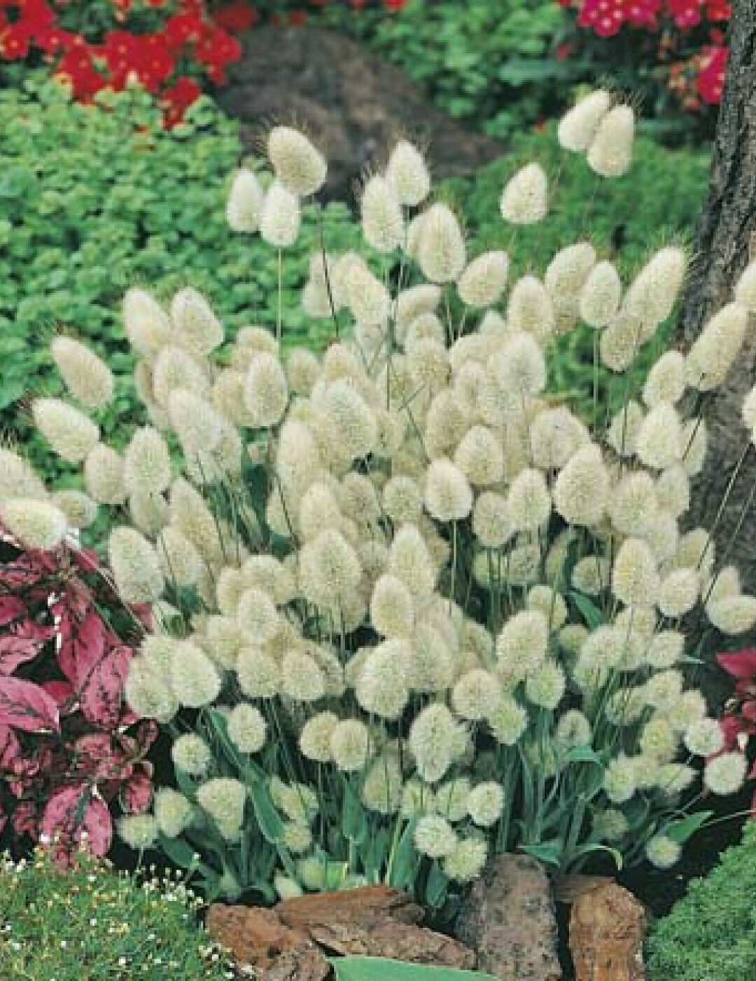Buy Bunny Tail Grass Lagurus Ovatus online at My Seeds
