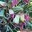 Thumbnail: Eucalyptus rosacea 25 Seeds