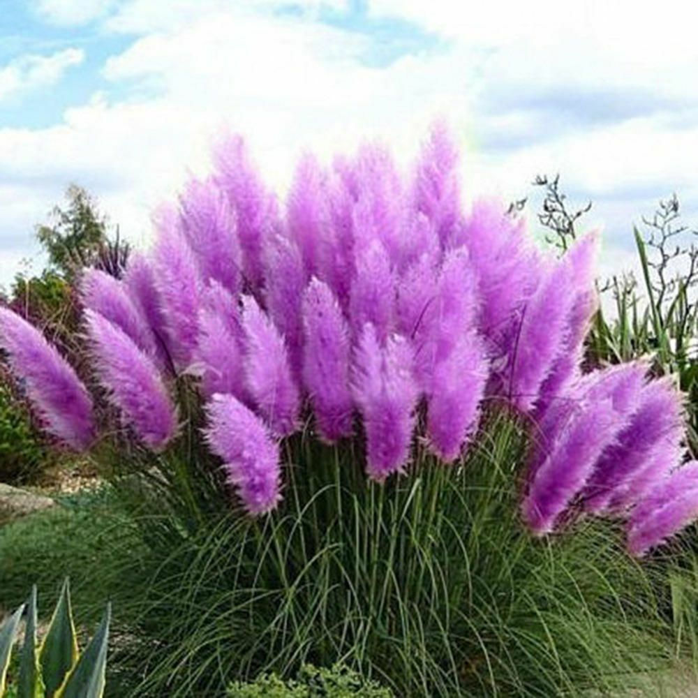 Buy Purple Pampas Grass Seeds Online at My Seeds