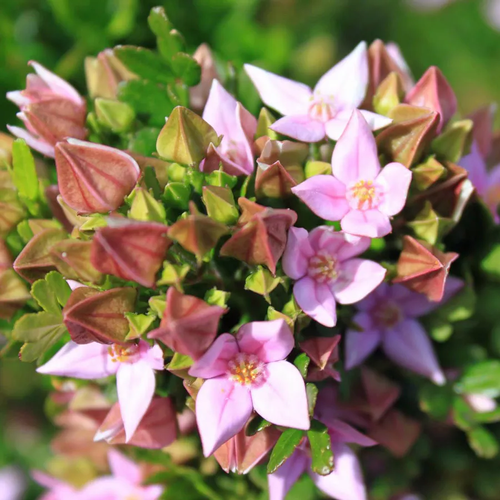 Bushy Boronia (Boronia Fastigiata ) 10 Seeds | My Seeds