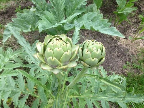 Buy ARTICHOKE 'Green Globe' 25 seeds online at My Seeds