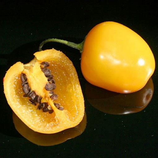 CHILLI Rocoto Manzano Orange 10 seeds OPEN-POLLINATED vegetable garden SUMMER | Hot Chilli, Pepper X Ghost Chili Red Chilli