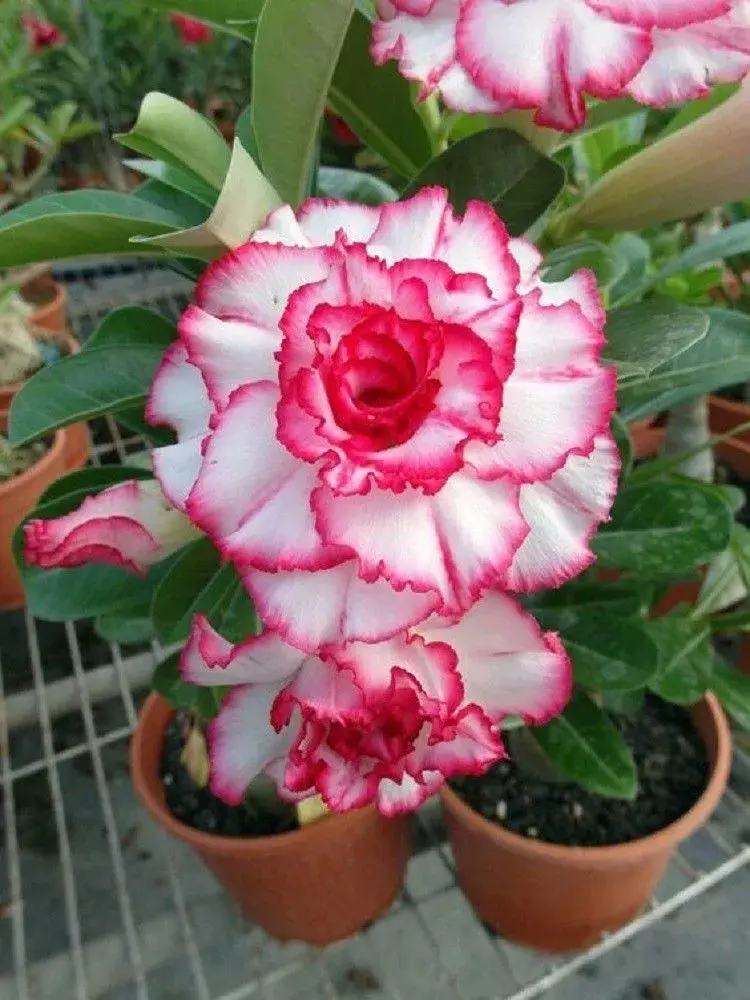 Desert Rose Seeds | Buy rose plants online