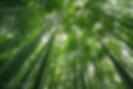 Giant Bamboo (Bambusa bambos) Bamboo Plants Seeds Bamboo Garden