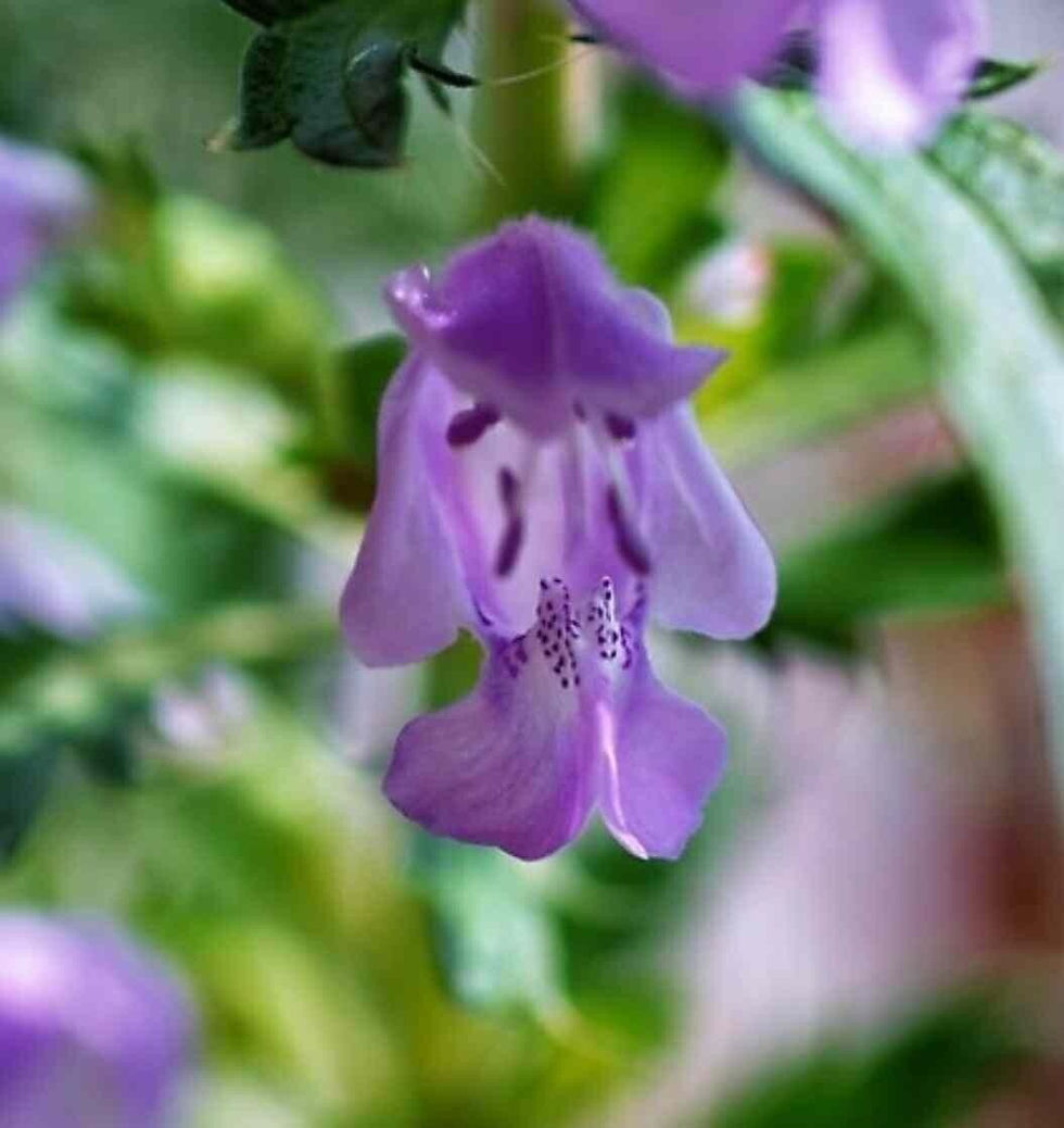 Thumbnail: Moldavian Dragonhead Seeds