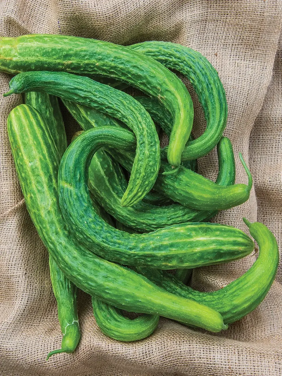 50+ Suyo Long Cucumber Seeds | Seed Supply | Plants on sale online