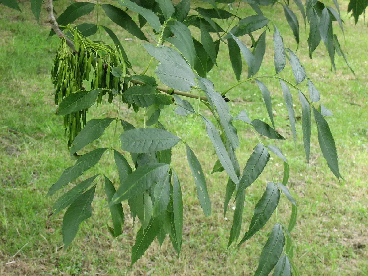 Common Ash (Fraxinus Excelsior) 25 Fresh Seeds