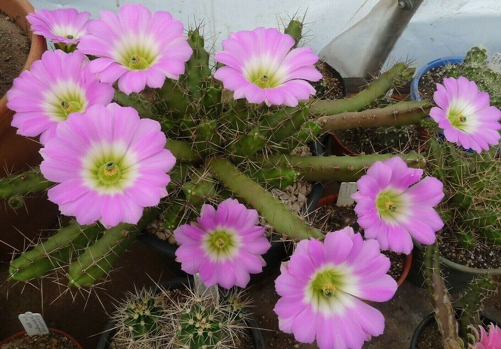 Thumbnail: DIY CACTI Starter Kit - Seeds/ Growth Spikes/ Spears/ Instructions Gift