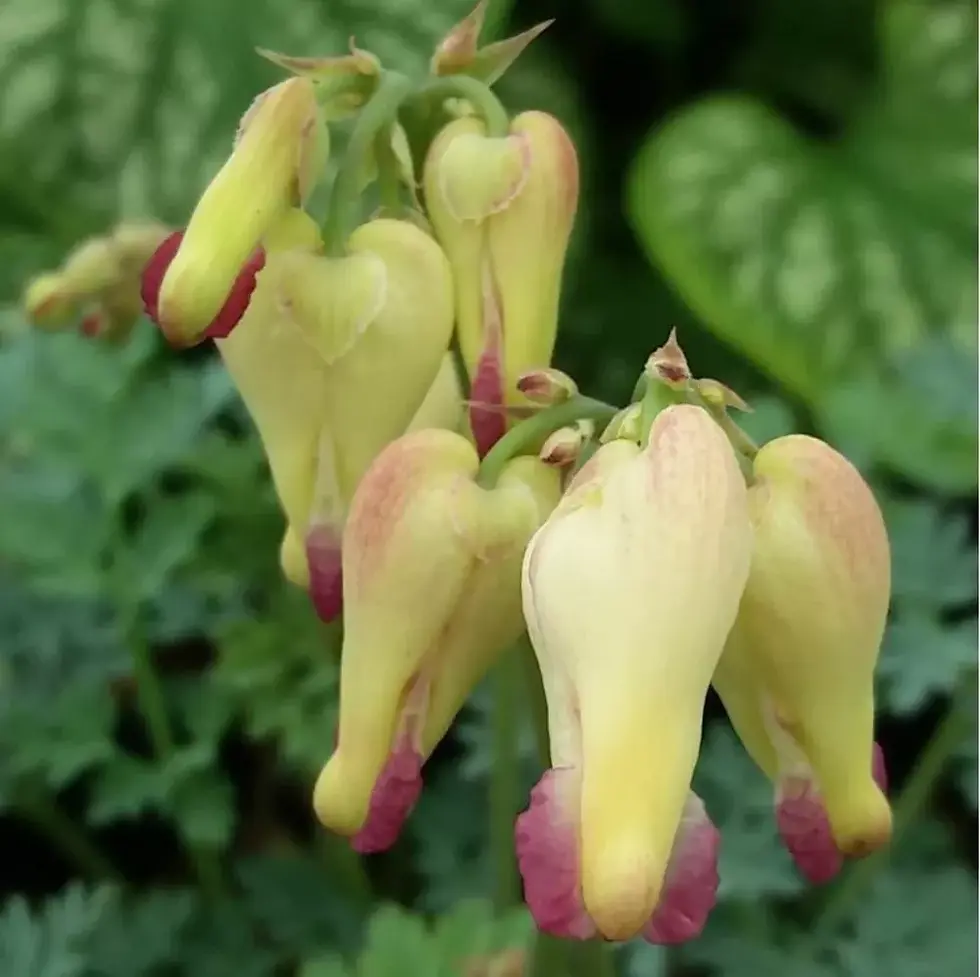 Bleeding Heart Flower Seeds – Bleeding heart climbing plant