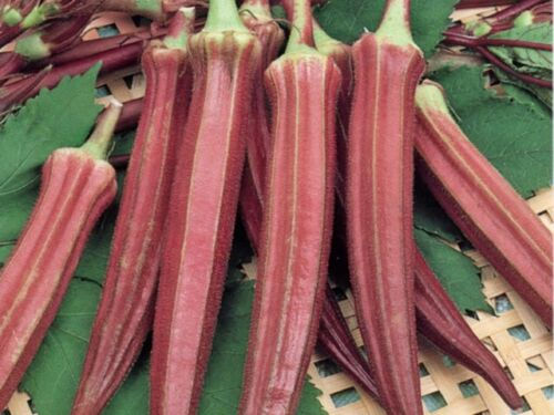 Buy RED BURGUNDY OKRA - 30 Seeds online at My Seeds