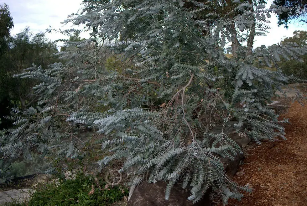Thumbnail: Silver Leaved Mountain Gum (Eucalyptus pulverulenta ) 20 seeds