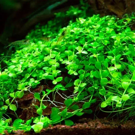 Micranthemum Monte Carlo - Live Aquarium Plant | Aquarium Plants | Fish Tank Plants