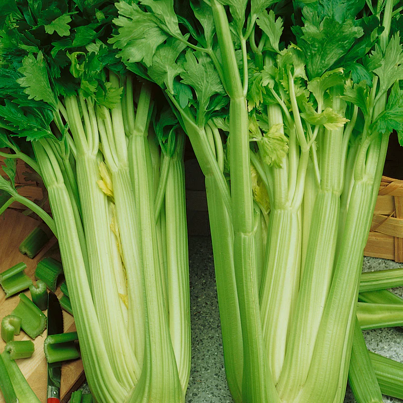 Buy Celery Utah Seeds Organic My Seeds Au Garden Plants Flowers
