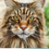 Thumbnail: The Maine Coon eBook- American maine coon cat - buy maine coon cat