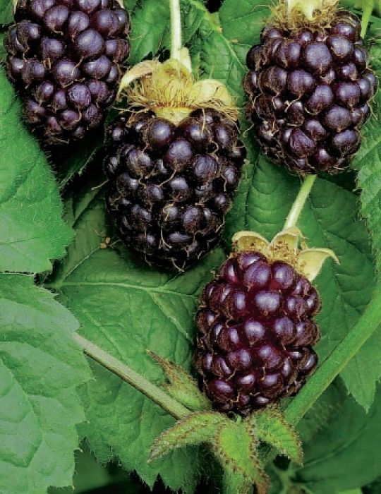 Buy Organic Boysenberry Seeds My Seeds Au Garden Plants Flowers