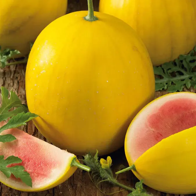 12 Golden Midget Watermelon Seeds | Seed Supply | Plants on sale online