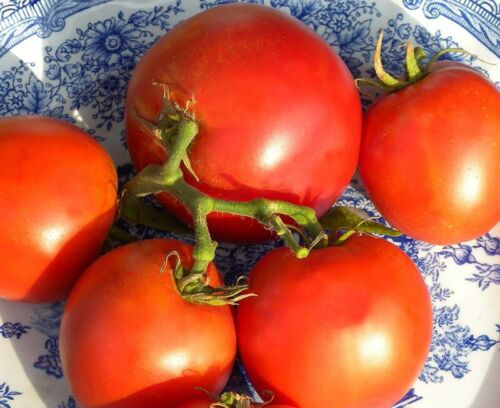 Buy Tomato Seed Grosse Lisse 30 Seeds online at My Seeds