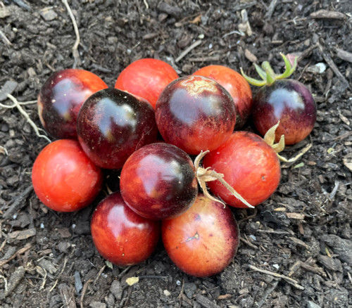 30+ Black Truffle Tomato Seeds | Seed Supply | Plants on sale online