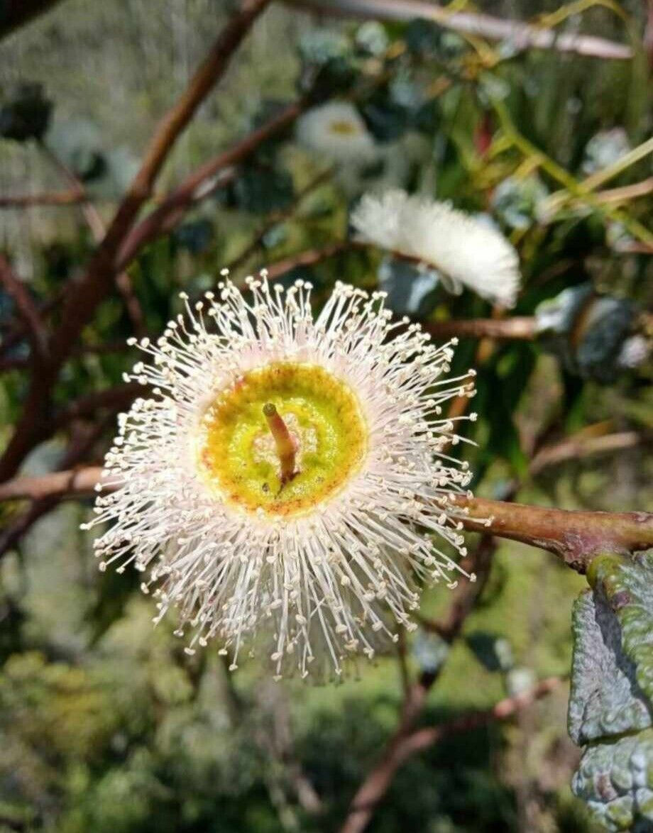Fresh Tasmanian Blue Gum Tree Seeds ~ Aussie Native Gum Plant